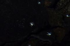 Munidopsis polymorpha