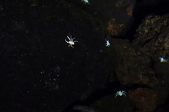 Munidopsis polymorpha