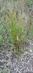 Juncus pauciflorus