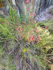 Russelia equisetiformis