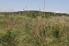 Euphorbia lucida