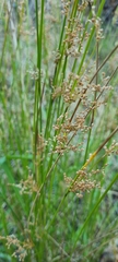 Juncus pauciflorus