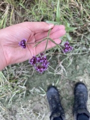 Verbena incompta
