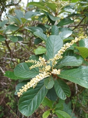 Clethra mexicana
