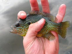 Lepomis gibbosus × cyanellus