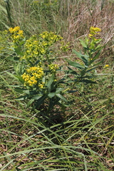 Euphorbia lucida