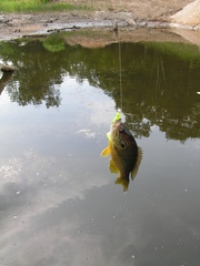 Lepomis gibbosus × cyanellus