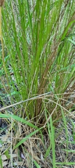 Juncus pauciflorus