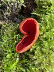 Sarcoscypha coccinea