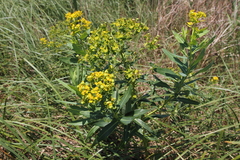 Euphorbia lucida