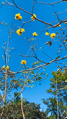 Cochlospermum vitifolium