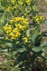 Euphorbia lucida