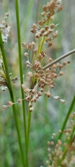 Juncus pauciflorus