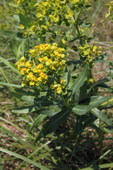 Euphorbia lucida