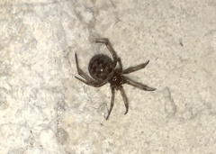 Steatoda triangulosa