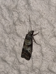 Macaronesiana loxogramma