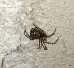 Steatoda triangulosa