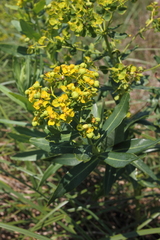 Euphorbia lucida