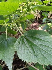 Urtica membranacea