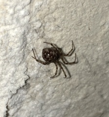Steatoda triangulosa