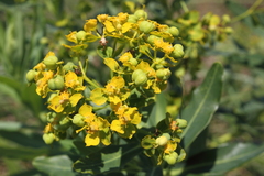 Euphorbia lucida