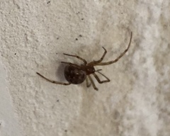 Steatoda triangulosa