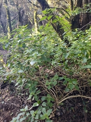 Urtica membranacea