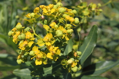 Euphorbia lucida