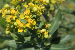 Euphorbia lucida