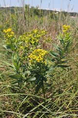 Euphorbia lucida
