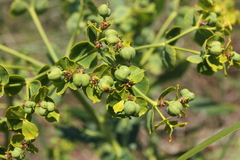 Euphorbia lucida