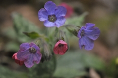 Pulmonaria