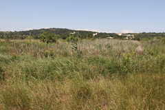 Euphorbia lucida