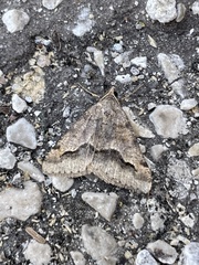 Frederickia s-signata