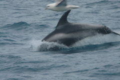 Lagenorhynchus albirostris