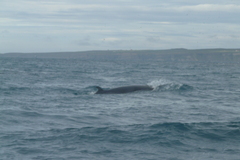 Balaenoptera acutorostrata