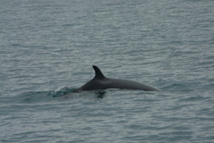 Balaenoptera acutorostrata