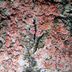 Erythricium aurantiacum