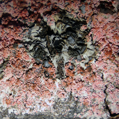 Erythricium aurantiacum