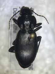 Pterostichinae