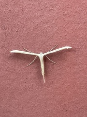 Hellinsia homodactylus