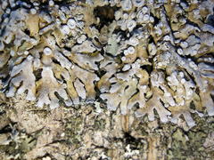 Physconia distorta