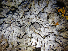 Physconia distorta