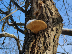 Spongipellis spumeus