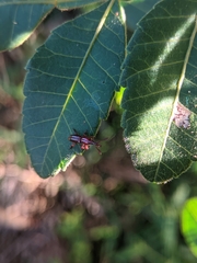 Brentinae