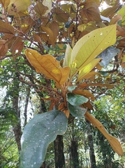 Miconieae