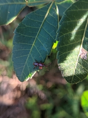 Brentinae