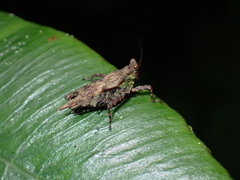 Tetrigidae