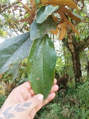 Miconieae