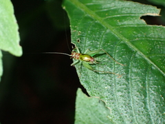 Trigonidiidae